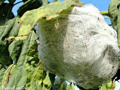 Sunflower Seed Head in Cheesecloth